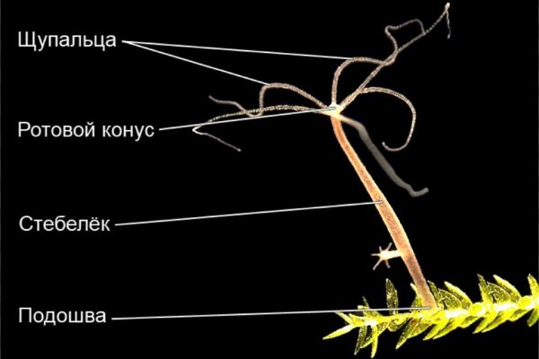 Блэк спрут как зарегистрироваться